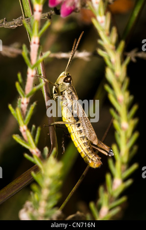 A meadow grasshopper perched on heather at Thursley Common National Nature Reserve, Surrey. August. Stock Photo