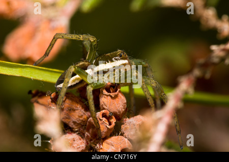 A juvenile raft spider perched on heather at Thursley Common National Nature Reserve, Surrey. August. Stock Photo