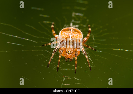 A juvenile common garden spider (Araneus diadematus) in a garden in Belvedere, Kent. August.