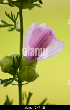 A single freshly opened bloom of musk-mallow (Malva moschata) in a wildflower meadow on the North Downs of Kent. August. Stock Photo