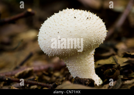 A common puffball (Lycoperdon perlatum) growing in Twenty Acre Shaw woods, near Downe, Kent. August. Stock Photo