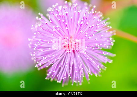 Sensitive plant - Mimosa pudica in green nature or in the garden Stock Photo