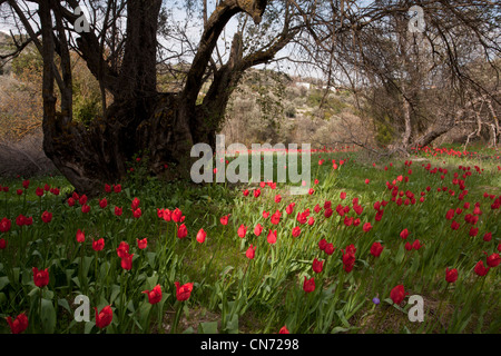Wild Tulips, Tulipa praecox in old olive grove, Chios, Greece Stock Photo