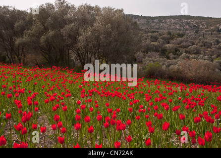 Wild Tulips, Tulipa praecox in ploughed field among olive groves, Chios, Greece Stock Photo