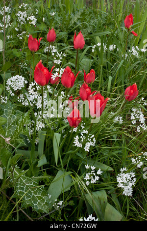 Wild Tulips, Tulipa praecox and Naples Garlic Allium neapolitanum,on field boundary, in Chios, Greece Stock Photo