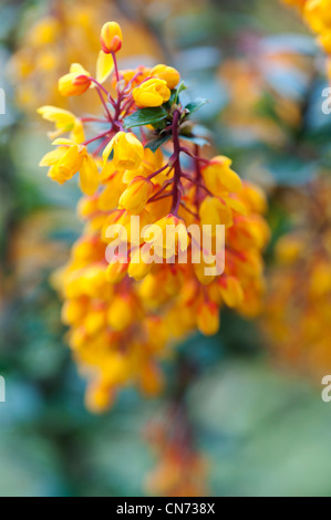 Berberis Darwinii. Darwin's barberry flowers in april. UK Stock Photo