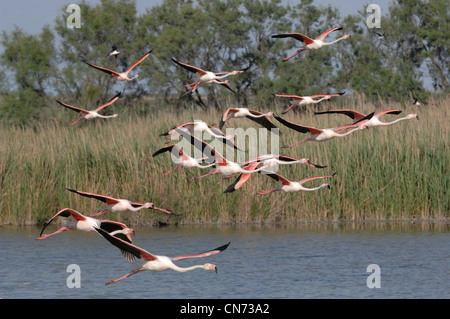 Greater Flamingo Phoenicopterus ruber In flight Photographed in the Camargue, France Stock Photo