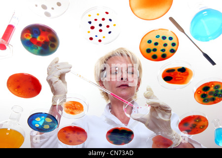 Laboratory technician working in the lab with bacteria cultures in Petri dishes. Seen through a glass table. Stock Photo