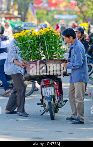 Men Deliver Chrysanthemums on Motorbike for Tet, Hoi An, Vietnam Stock Photo