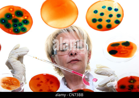 Laboratory technician working in the lab with bacteria cultures in Petri dishes. Seen through a glass table. Stock Photo