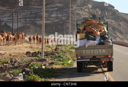 Kamelherde im Dhofargebiet, Jabal al Qamar, Südlicher Oman Stock Photo