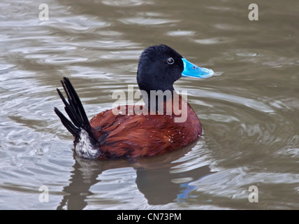 Argentine Ruddy Duck (oxyura vittata) male Stock Photo