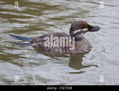 Argentine Ruddy Duck (oxyura vittata) female Stock Photo