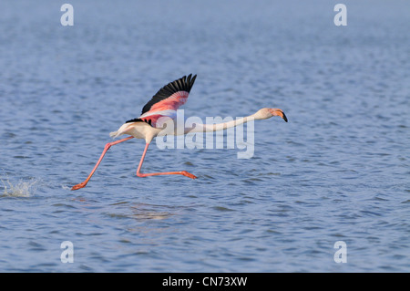 Greater Flamingo Phoenicopterus ruber Taking off in flight Photographed in the Camargue, France Stock Photo