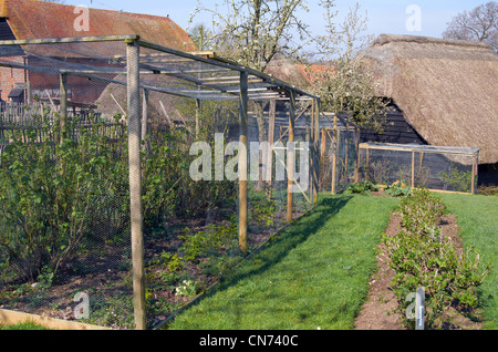 Pole and wire netting fruit cage protecting fruit bushes from birds in a farmhouse kitchen garden. Stock Photo