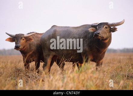 Water Buffalo Bubalis bubalis A feral introduced species in northern Australia Photographed at the Mary River, NT, Australia Stock Photo