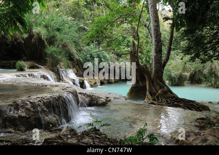 Ancient tree and roots Kuang Si lower falls Luang Prabang Laos Stock Photo