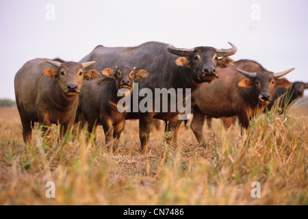 Water Buffalo Bubalis bubalis A feral introduced species in northern Australia Photographed at the Mary River, NT, Australia Stock Photo