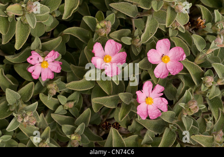 Small-flowered Cistus, Cistus parviflorus in phrygana, on Chios, Greece. Stock Photo