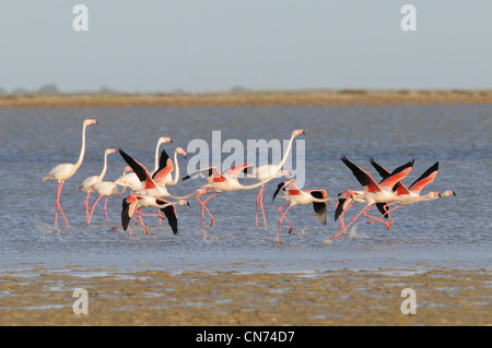 Greater Flamingo Phoenicopterus ruber Taking flight Photographed in the Camargue, France Stock Photo