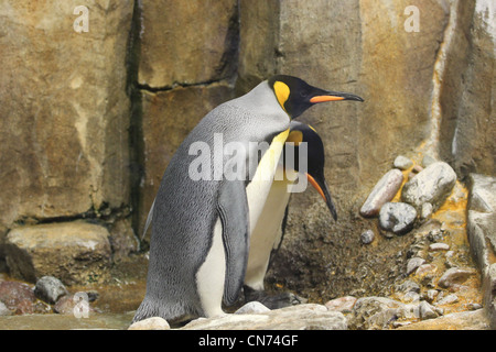 Two King Penguins at the Biodome in Montreal Stock Photo