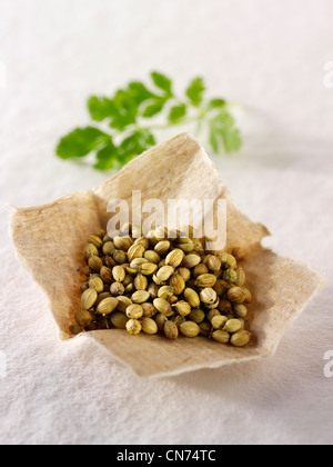 Corinader seeds & coriander leaves composed arrangement Stock Photo