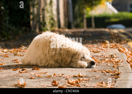 Sleepy tired relaxed adult golden retriever (cute fluffy pet dog) lying on pavement, fast asleep, snoozing in autumn sun - West Yorkshire, England, UK Stock Photo