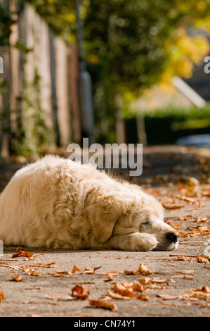 Sleepy tired relaxed adult golden retriever (cute fluffy pet dog) lying on pavement, fast asleep, snoozing in autumn sun - West Yorkshire, England, UK Stock Photo