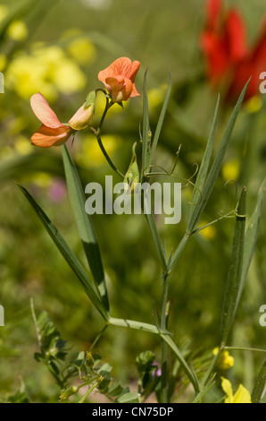 Annual yellow vetchling, Lathyrus annuus in cornfield, Greece. Stock Photo