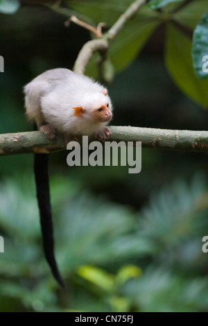 Silvery Marmoset - Mico argentatus Stock Photo