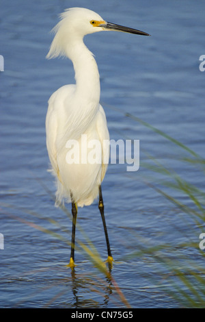 Snowy Egret heron - Egretta thula Stock Photo