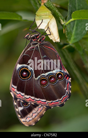 A Blue Morpho butterfly emerging from the pupa stage Stock Photo