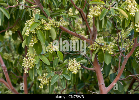 Eastern Strawberry Tree, Arbutus andrachne in flower in spring, Chios, Greece Stock Photo