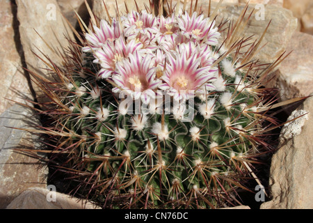 Cactus (Stenocactus species) grown from seed from Pachuca, Hidalgo, Mexico, CH257. Stock Photo