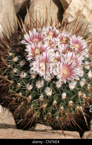 Cactus (Stenocactus species) grown from seed from Pachuca, Hidalgo, Mexico, CH257. Stock Photo