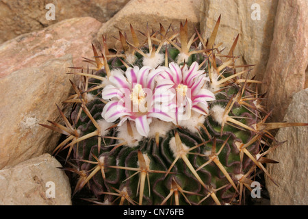 Cactus (Stenocactus species) grown from seed from south of Tula, Hidalgo, Mexico. Stock Photo