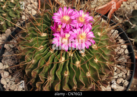 Cactus (Stenocactus lamellosus) grown from seed from Metztitlan, Hidalgo, Mexico, CSD12. Stock Photo