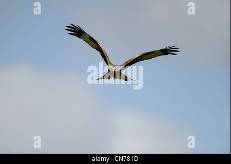 red kite in flight staring down the lens Stock Photo