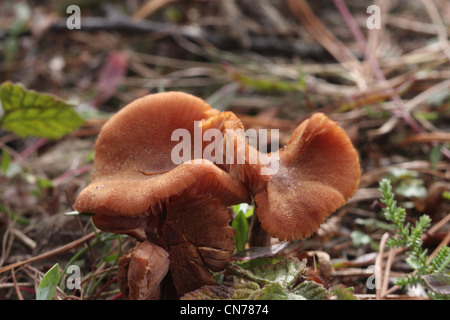 Scurfy deceiver mushroom Stock Photo