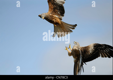 pair of red kites in a mid-air fight Stock Photo