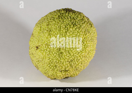 Fruit of Osage-orange,  Maclura pomifera Stock Photo