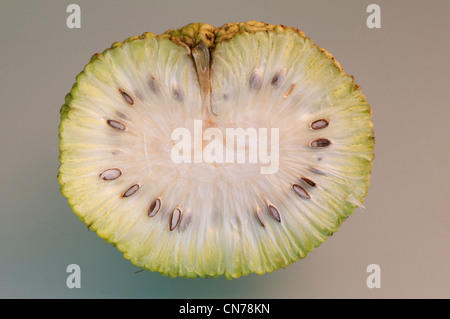 Fruit of Osage-orange,  Maclura pomifera Stock Photo