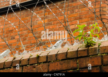 Broken glass and barbed/razor wire on top of a wall to deter burglars Stock Photo