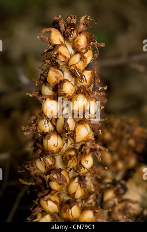 Conopholis (or Orobanche)  americana, American cancer-root or squawroot or bear corn Stock Photo