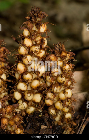 Conopholis (or Orobanche)  americana, American cancer-root or squawroot or bear corn Stock Photo