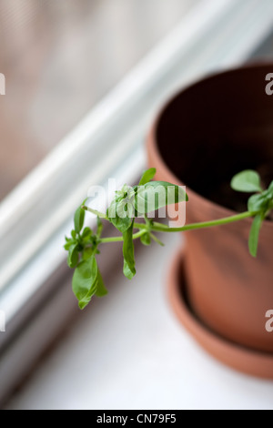 A potted basil plant sitting on the window sill. Fresh herbs also grow indoors. Shallow depth of field. Stock Photo