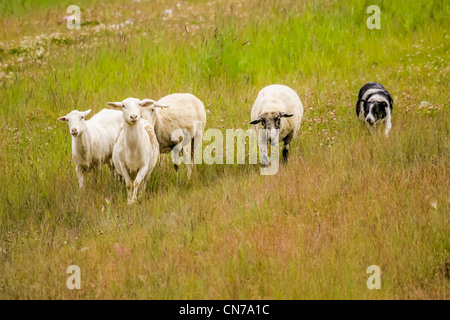 Border Collie herds sheep on the slopes of Copper Mountain Ski Resort. Stock Photo