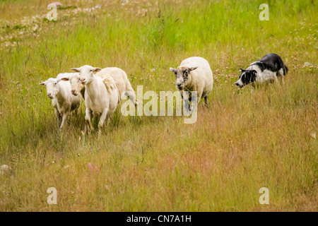 Border Collie herds sheep on the slopes of Copper Mountain Ski Resort. Stock Photo