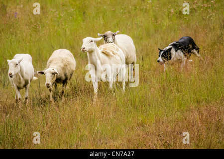 Border Collie herds sheep on the slopes of Copper Mountain Ski Resort. Stock Photo