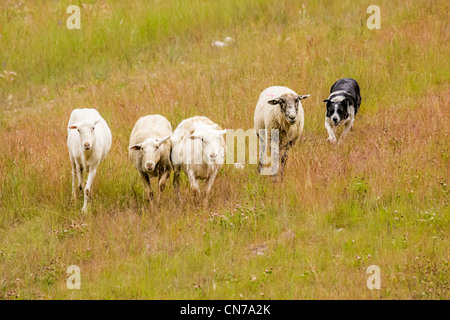 Border Collie herds sheep on the slopes of Copper Mountain Ski Resort. Stock Photo